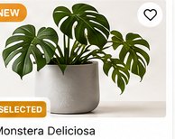 Monstera Deliciosa Indoor Plant