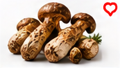 Matsutake Mushroom Premium 200g