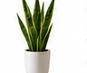 Snake Plant (Sansevieria)