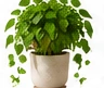 Pothos (Devil’s Ivy)