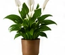 Peace Lily (Spathiphyllum)