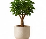 Ficus Ginseng Indoor Plant