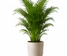 Areca Palm Indoor Plant