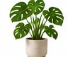 Monstera Mini (Tabletop)