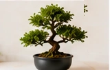 Japanese Bonsai Tree (Indoor)