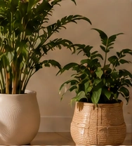 Planters & Greenery benefits: Indoor & Outdoor; Fast Delivery; Stylish & Modern; Perfect for Every Space