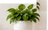 IKEA Ceramic Planter