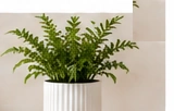 Francfranc Ceramic Planter
