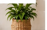 ZARA HOME Rattan Planter