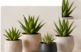 NITORI Succulent Planter Set