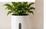 LECHUZA Self-Watering Planter