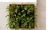 Green Wall Planter